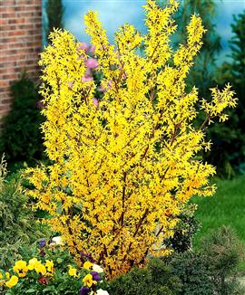 Forsythia avec une très belle floraison jaune vif